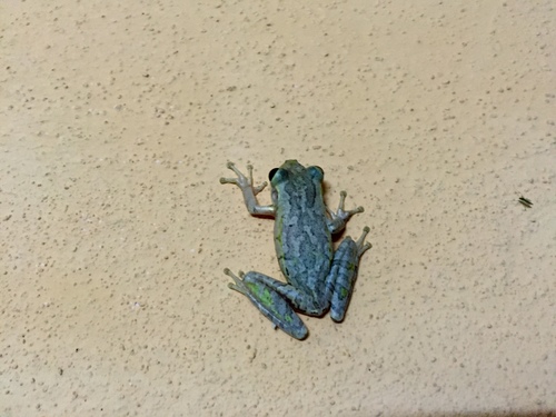Cuban Tree Frog