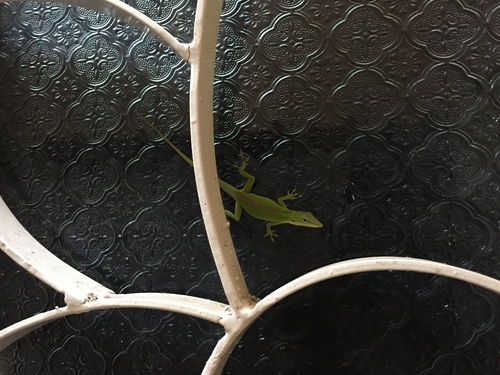 Cuban Green Anole