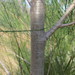 Allocasuarina huegeliana - Photo 由 Charles Porter 所上傳的 (c) Charles Porter，保留所有權利
