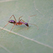 Camponotus mitis - Photo (c) hlchan, todos los derechos reservados, subido por hlchan