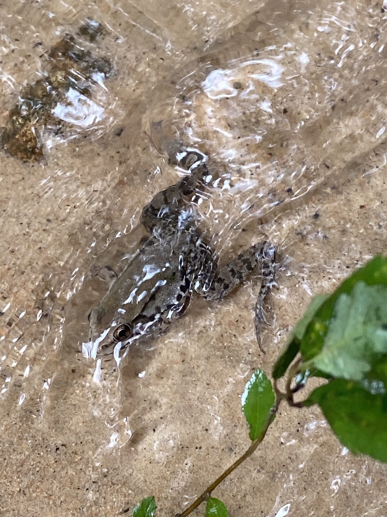 Green Frog from Springwood Dr, North Augusta, SC, US on September 18, 2020 at 1013 AM by Burns