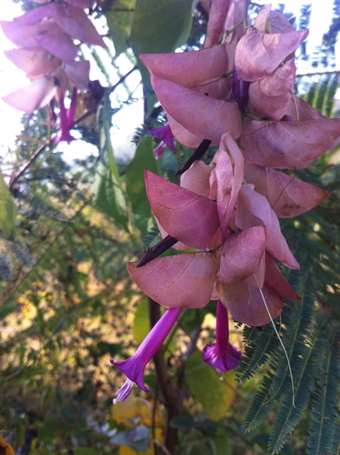 Ipomoea bracteata