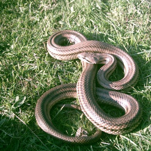 Four-lined Snake (Elaphe quatuorlineata) · iNaturalist.org