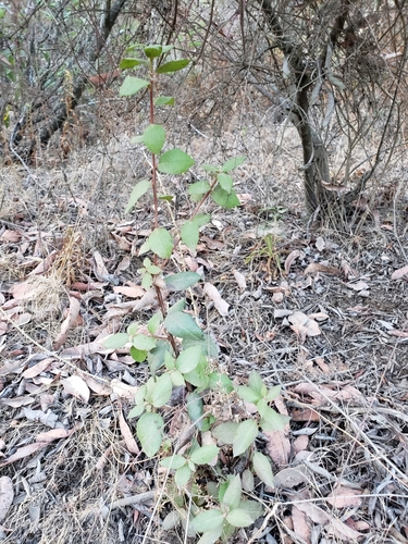 Mission Manzanita seedling