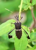 Western Leaf-footed Bug - Photo (c) A.L.E., all rights reserved, uploaded by A.L.E.