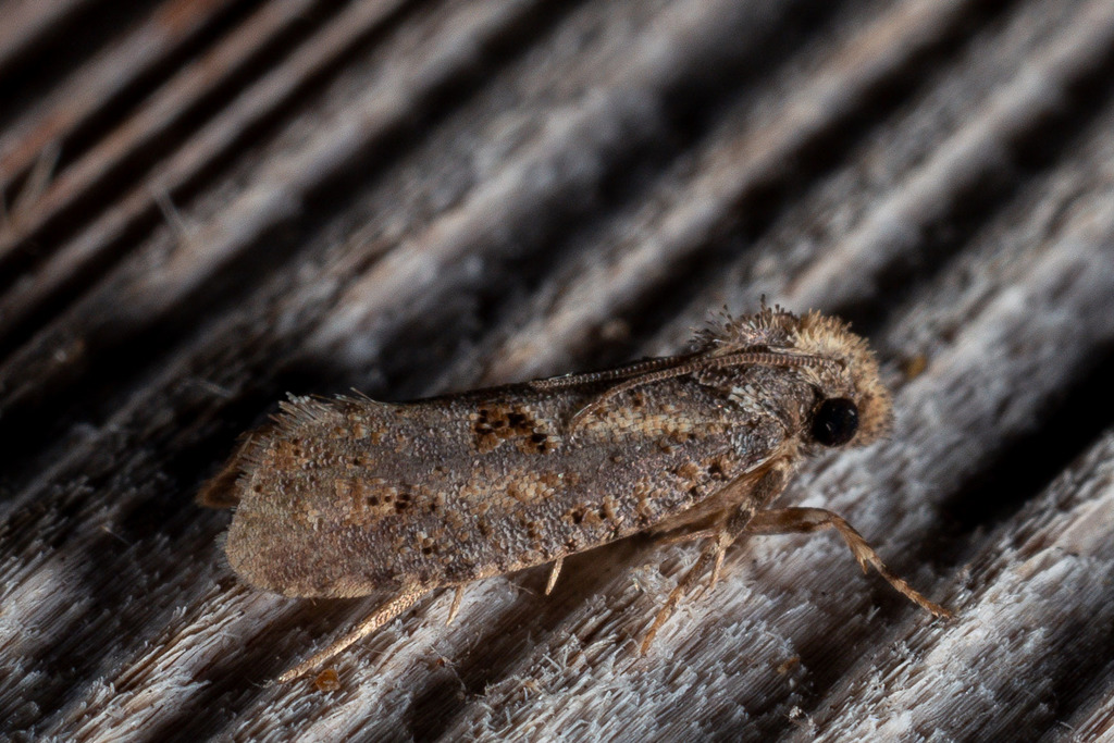 Clemens' Grass Tubeworm Moth from 2800 S Bentsen Palm Dr, Mission, TX ...