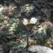 Zephyranthes concolor - Photo (c) J. Arturo de Nova, all rights reserved, uploaded by J. Arturo de Nova