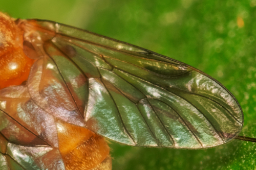 Chrysopilus nubecula nuotrauka