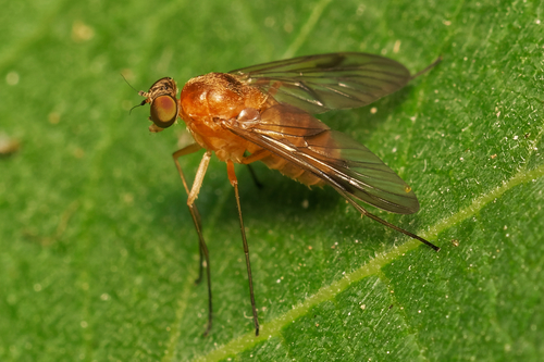 Chrysopilus nubecula nuotrauka