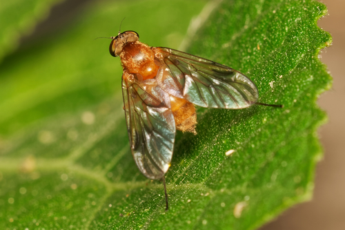 Chrysopilus nubecula nuotrauka