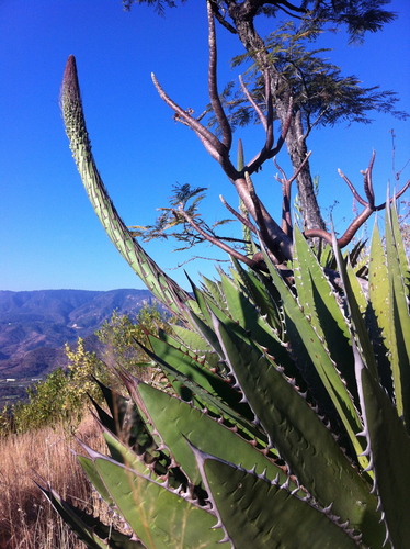 Agave horrida
