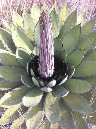 Agave horrida