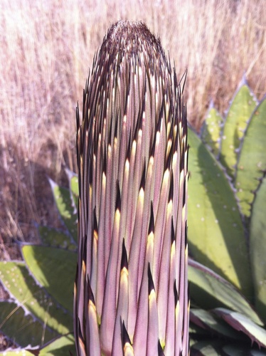 Agave horrida