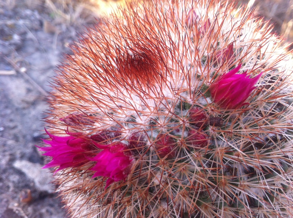 pincushion cactuses (Genus Mammillaria) · iNaturalist