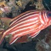 Red Squirrelfish - Photo (c) Ian Shaw, all rights reserved, uploaded by Ian Shaw