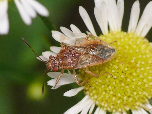 Raudonpilvė kampuotblakė nuotrauka