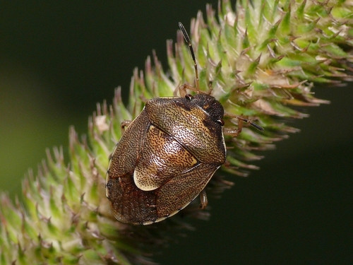 Rubiconia Intermedia · Inaturalist