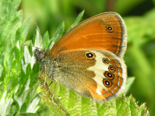 Krūminis Satyriukas nuotrauka