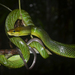 Red-tailed Green Ratsnake - Photo (c) Brian, all rights reserved, uploaded by Brian