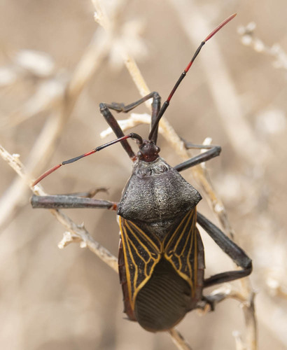 Giant Mesquite Bug