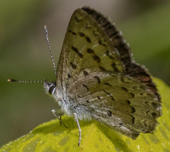 Lycaena mariposa image