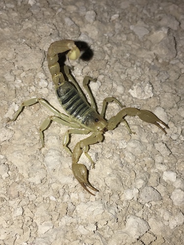 Paruroctonus shulovi