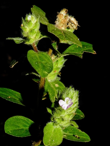 Nelsonia canescens (Lam.) Spreng.