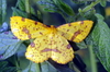 False Crocus Geometer Moth - Photo (c) castanea, all rights reserved, uploaded by castanea