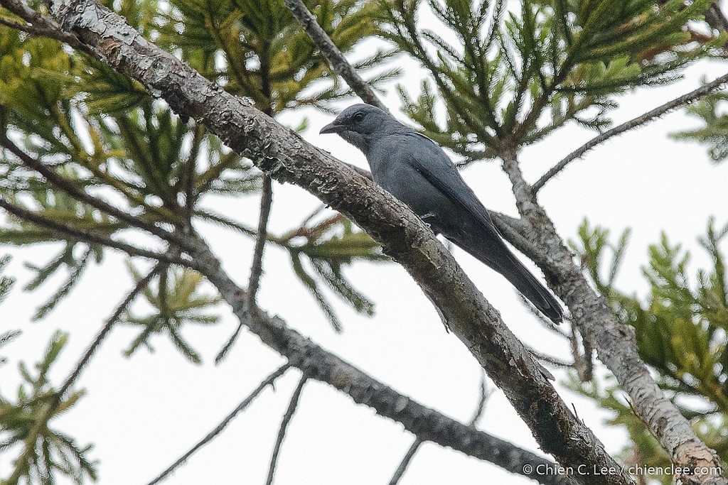 Halmahera Cuckooshrike photo