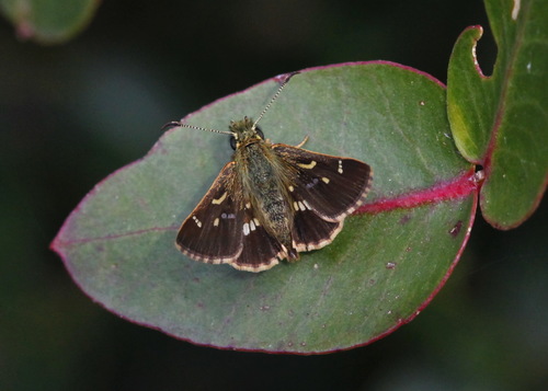 Barred Skipper