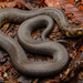 Blackwater Mud Snake - Photo (c) Kenneth Chin, all rights reserved, uploaded by Kenneth Chin