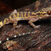 Singapore Bent-toed Gecko - Photo (c) Kenneth Chin, all rights reserved, uploaded by Kenneth Chin