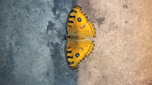 Peacock Pansy