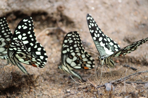 Lime Swallowtail