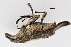 Image of Phaenithon curvipes