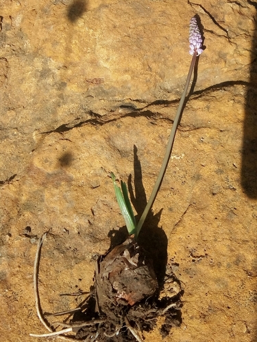 Barnardia numidica
