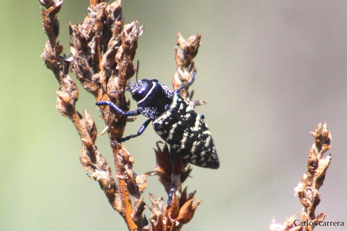 Lampetis dilaticollis