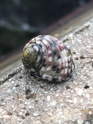 Four-toothed Nerite