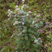 Pycnanthemum curvipes - Photo (c) Armin Weise, όλα τα δικαιώματα διατηρούνται, uploaded by Armin Weise
