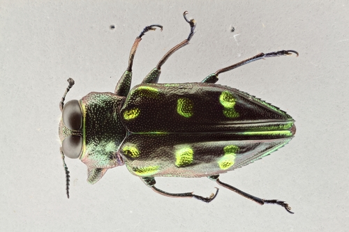 Buprestidae image