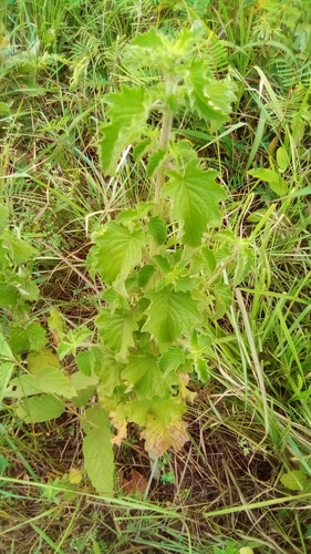 Wide Spikenard