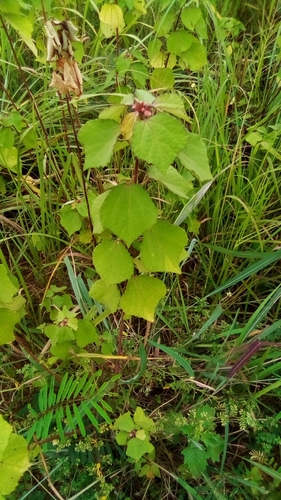 Caesar weed