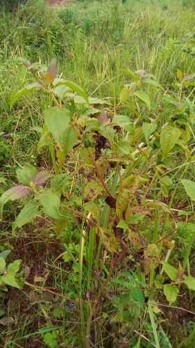 Siam weed