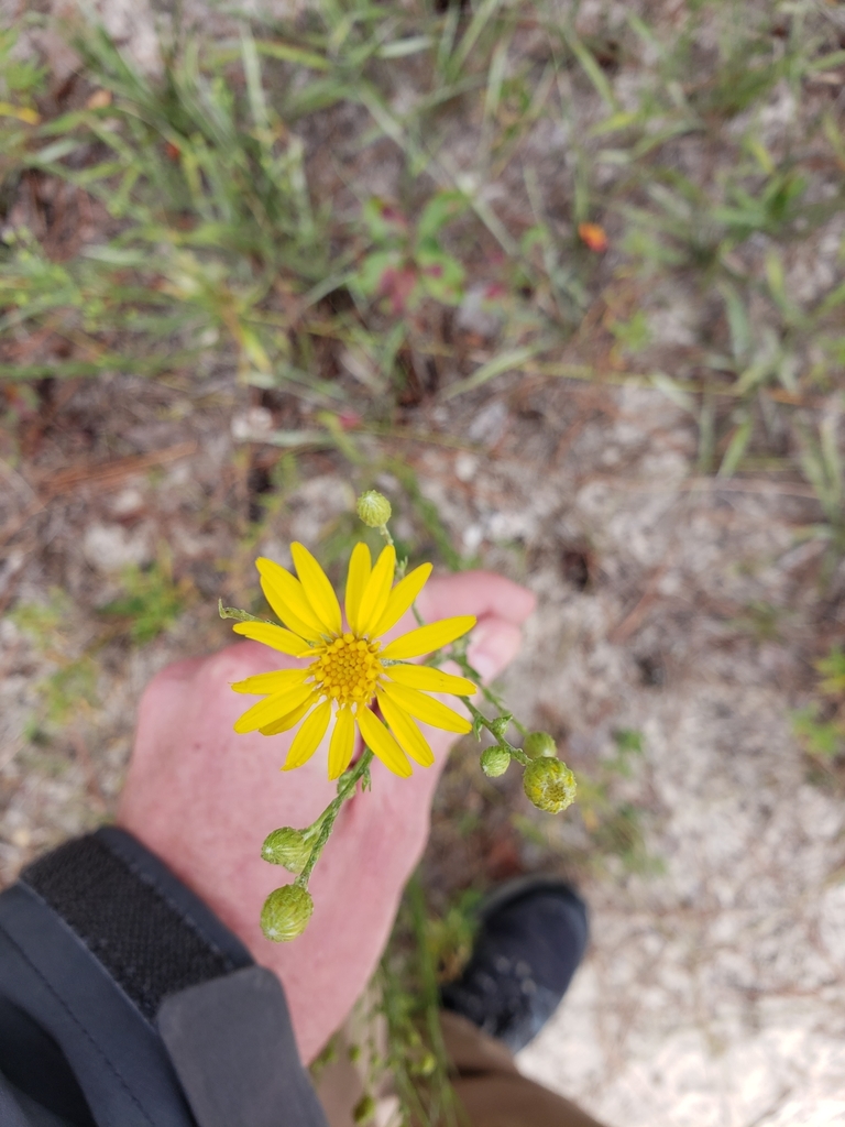 flowering plants from Spring Lake, NC 28390, USA on September 19, 2020