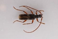 Image of Elytrimitatrix geniculata