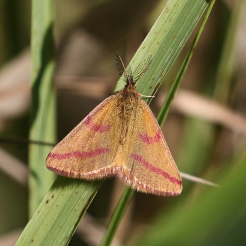 Purple-barred Yellow