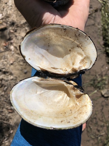 Higgins' Eye Pearly Mussel