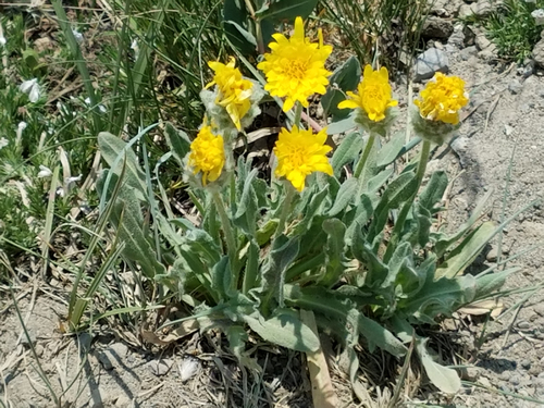 Agoseris glauca var. dasycephala