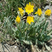 Arctic Agoseris - Photo (c) John Cramer III, all rights reserved, uploaded by John Cramer III