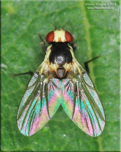 Calycomyza flavinotum (Frick, 1956)